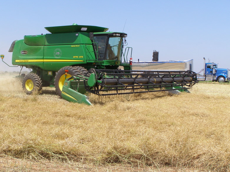 Pushed Canola Harvest in Pictures- Part One