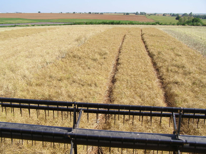 Pushed Canola Harvest in Pictures- Part Two