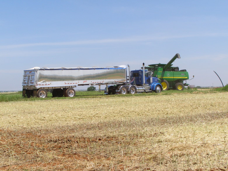Pushed Canola Harvest in Pictures- Part Three
