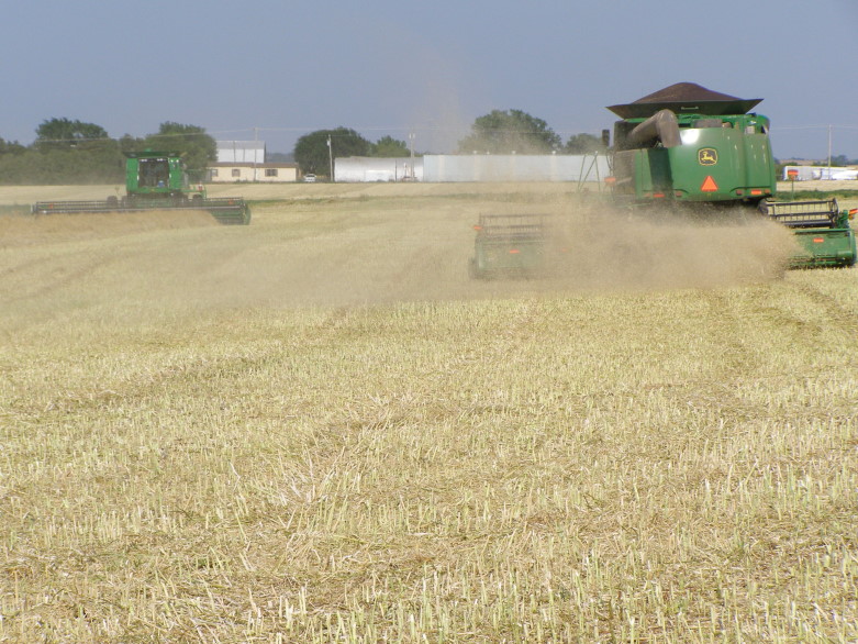 Pushed Canola Harvest in Pictures- Part Four