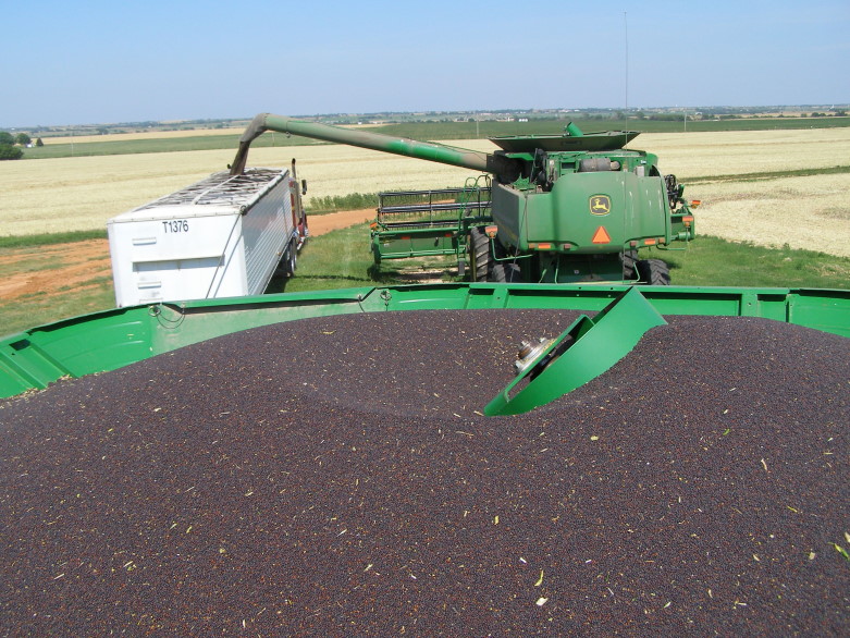 Pushed Canola Harvest in Pictures- Part Four