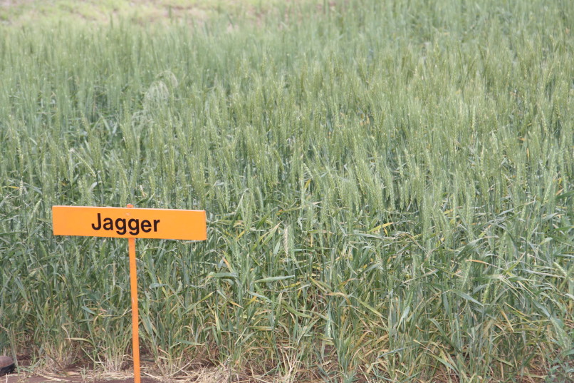 OSU Developed Variety Duster Proves to Be Top Yielder in First Two Harvested Variety Plots in Southwest Oklahoma