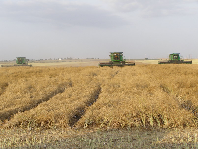 Canadian County Canola Averages Over 35 Bushels Per Acre- Take a Look at These Harvest Photos!