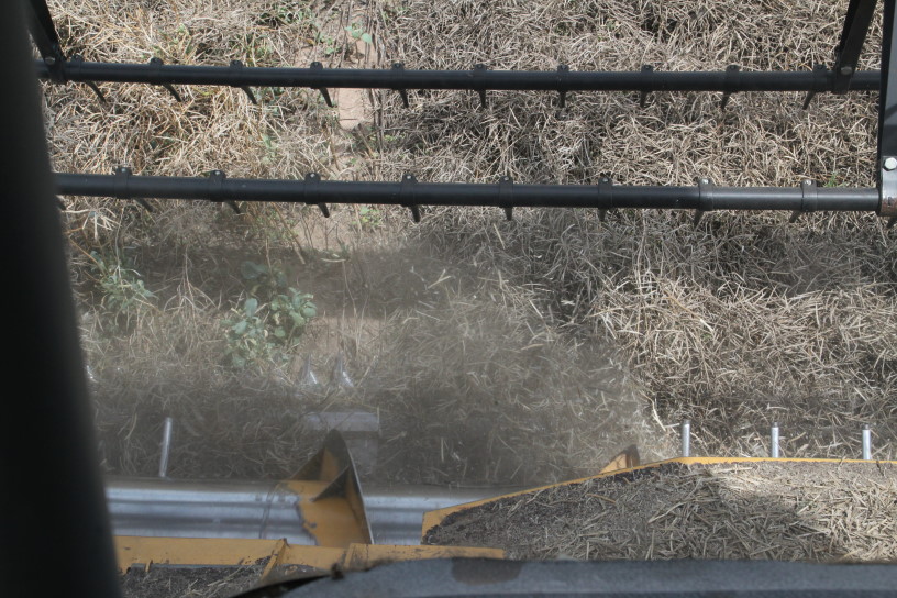 Canola Harvest Ends for 2010- We Show You Pictures- Part One