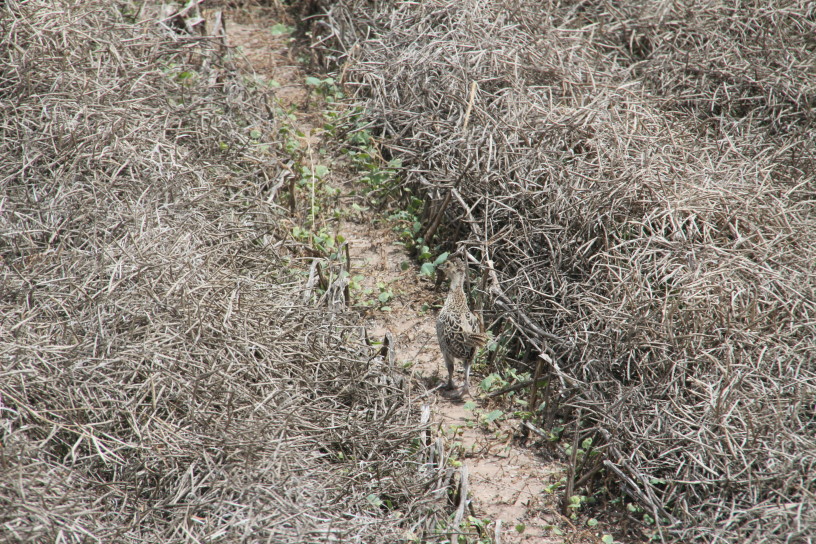 Canola Harvest Ends for 2010- We Show You Pictures- Part Two