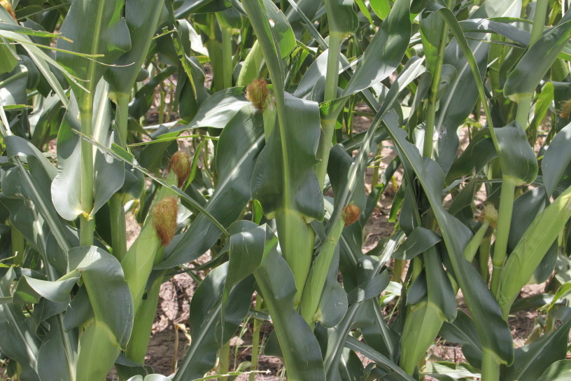Soybean and Corn Plantings Up from 2009- Soybeans at Record Levels