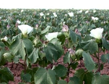 Stress Seen in Southwestern Oklahoma Cotton Due to Abundant Rain