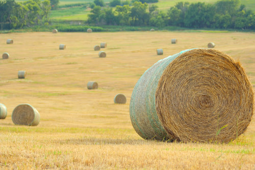 Weed-Free Hay Certification Program Launched in Oklahoma