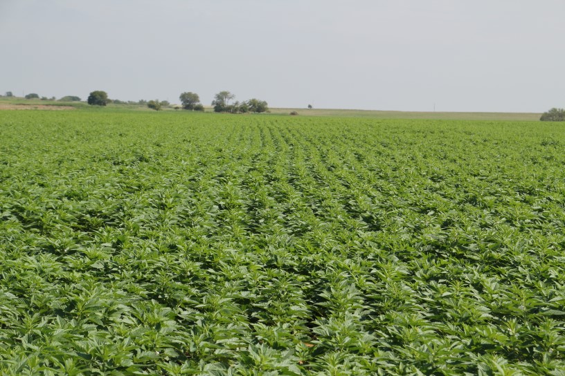 Sesame Crop Looks Promising- Take a Look as Well as Listen to Jimmy Kinder on Sesame