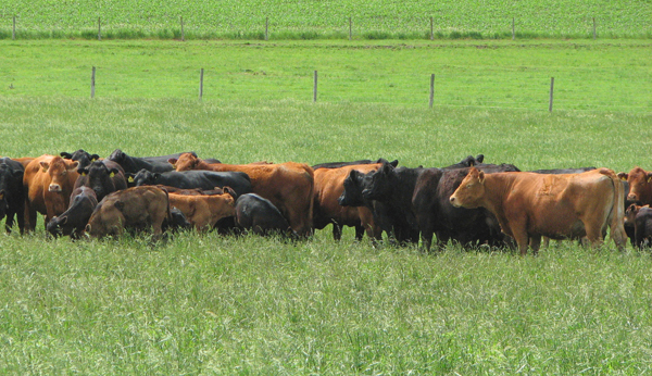 EPDs Show Significant Improvement in Limousin and Lim-Flex Cattle