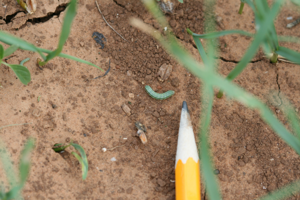 Scouting for Armyworms- Here are Pictures to Know What to Look For