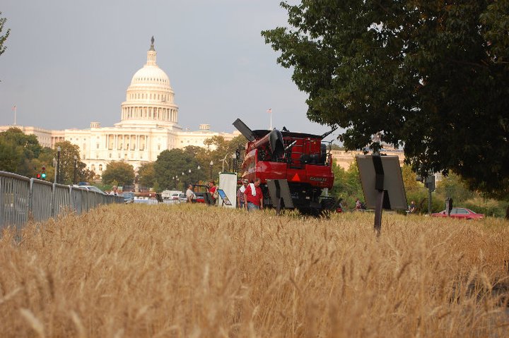The Urban Wheat Field- Open for Business in Washington