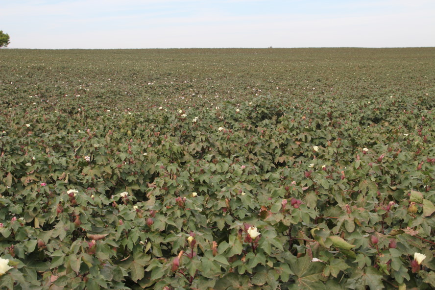 Blooms and Bolls- Cotton Crop in October in Central Oklahoma in Pictures