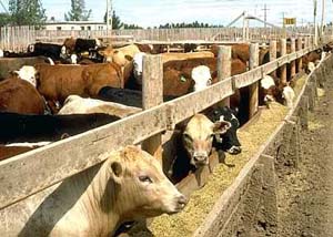 Feed Grain Price Volatility Makes Cattle Feeding Much Riskier Than Ten Years Ago