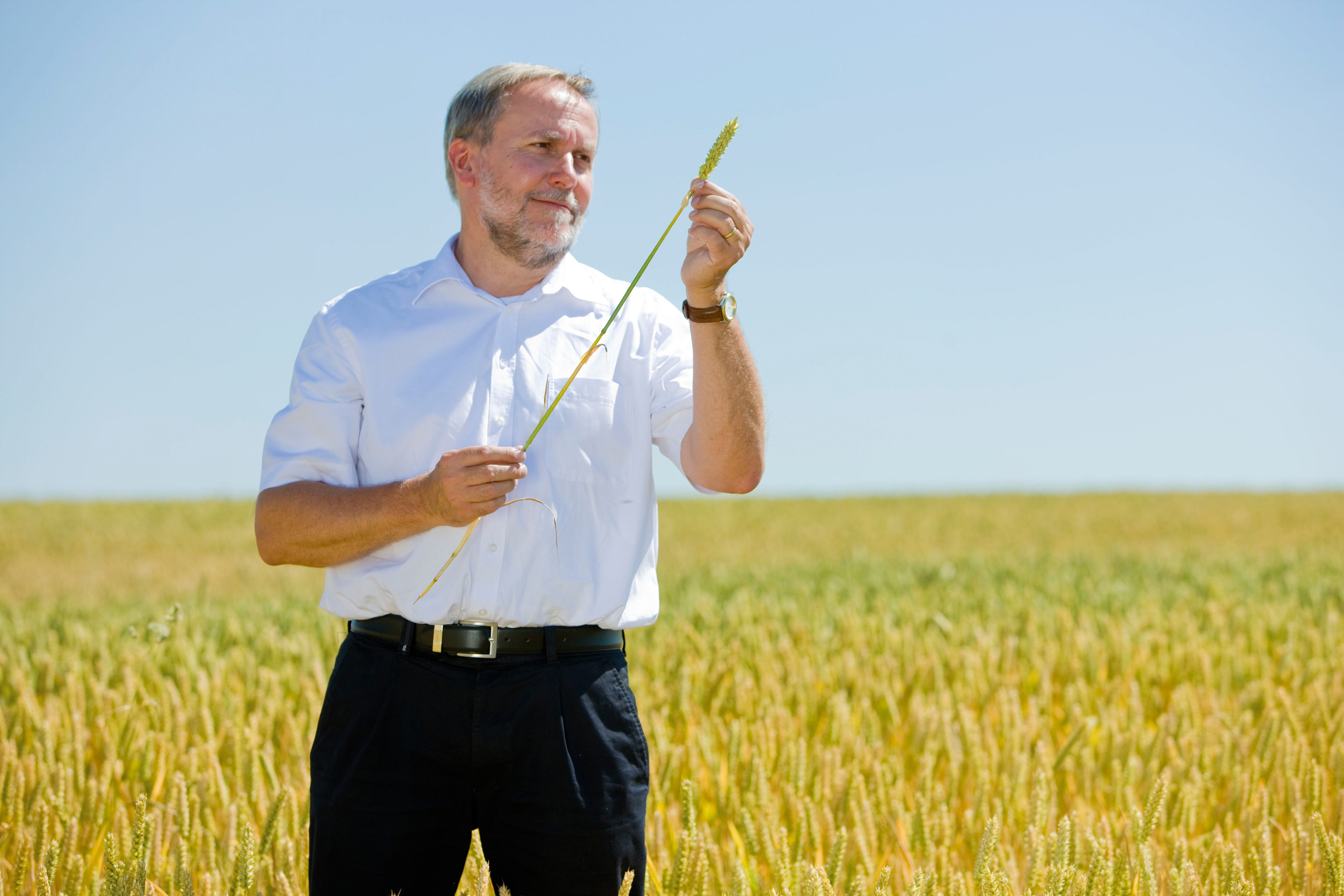 Bayer Crop Science Buys Ukrainian Wheat Breeding Resources