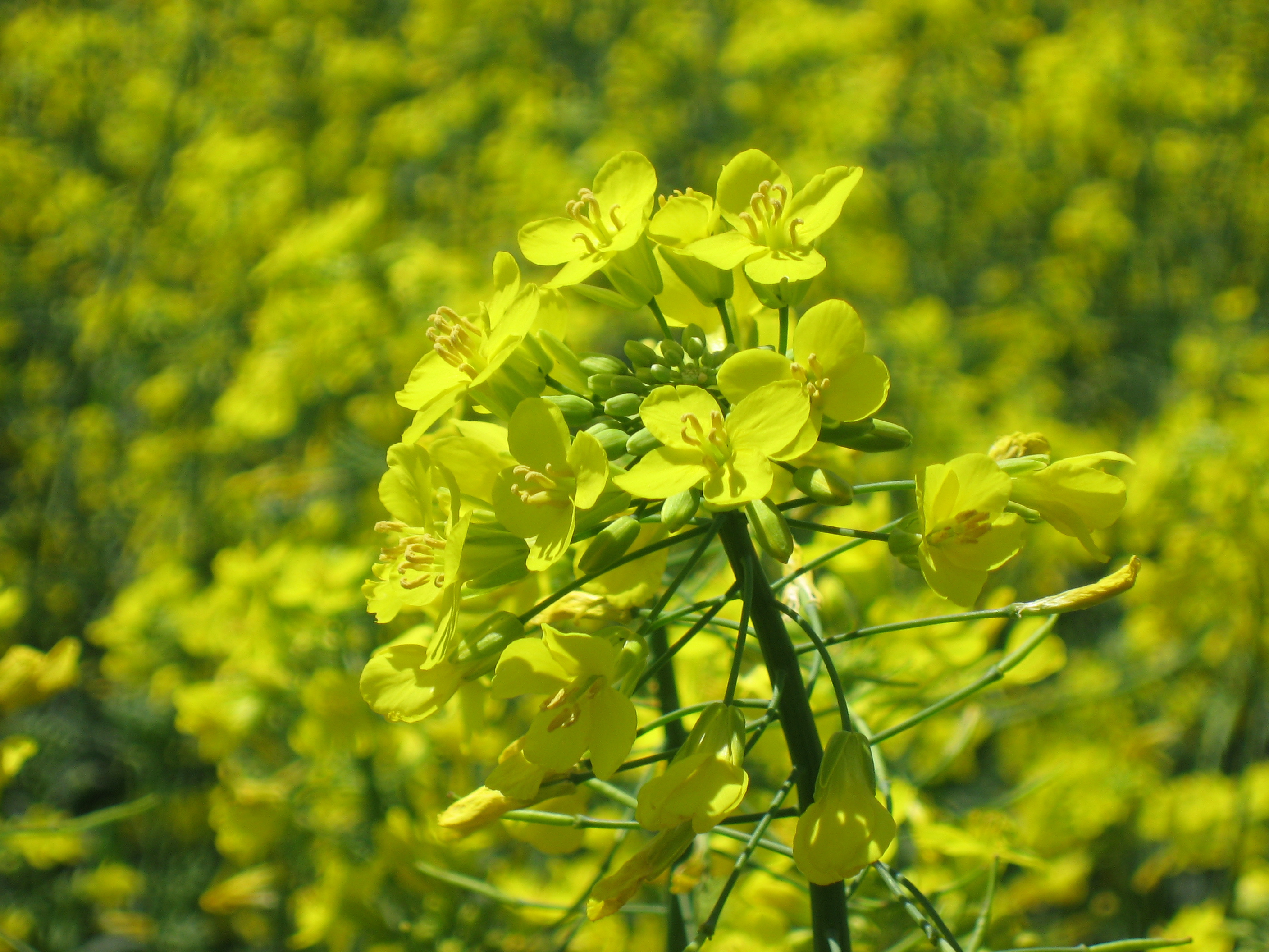 The 2011 Winter Canola Crop Looking Good in the Oklahoma Wheat Belt