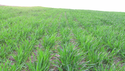 Will Adequate Nitrogen Fertilizer Keep Wheat Crop Protein Levels Above 11 Percent?