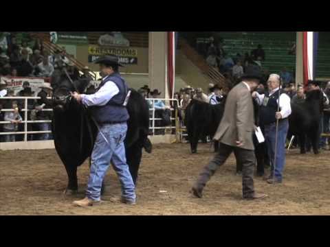 Oklahoma Angus Breeders Dominate Carlot and Pen Bull Show at National Western Stock Show in Denver