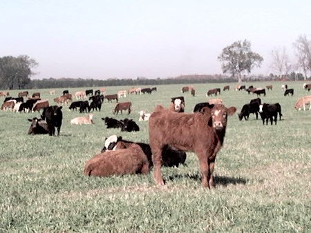 Winter Weather Creates Challenges for Cattle Producers and Markets