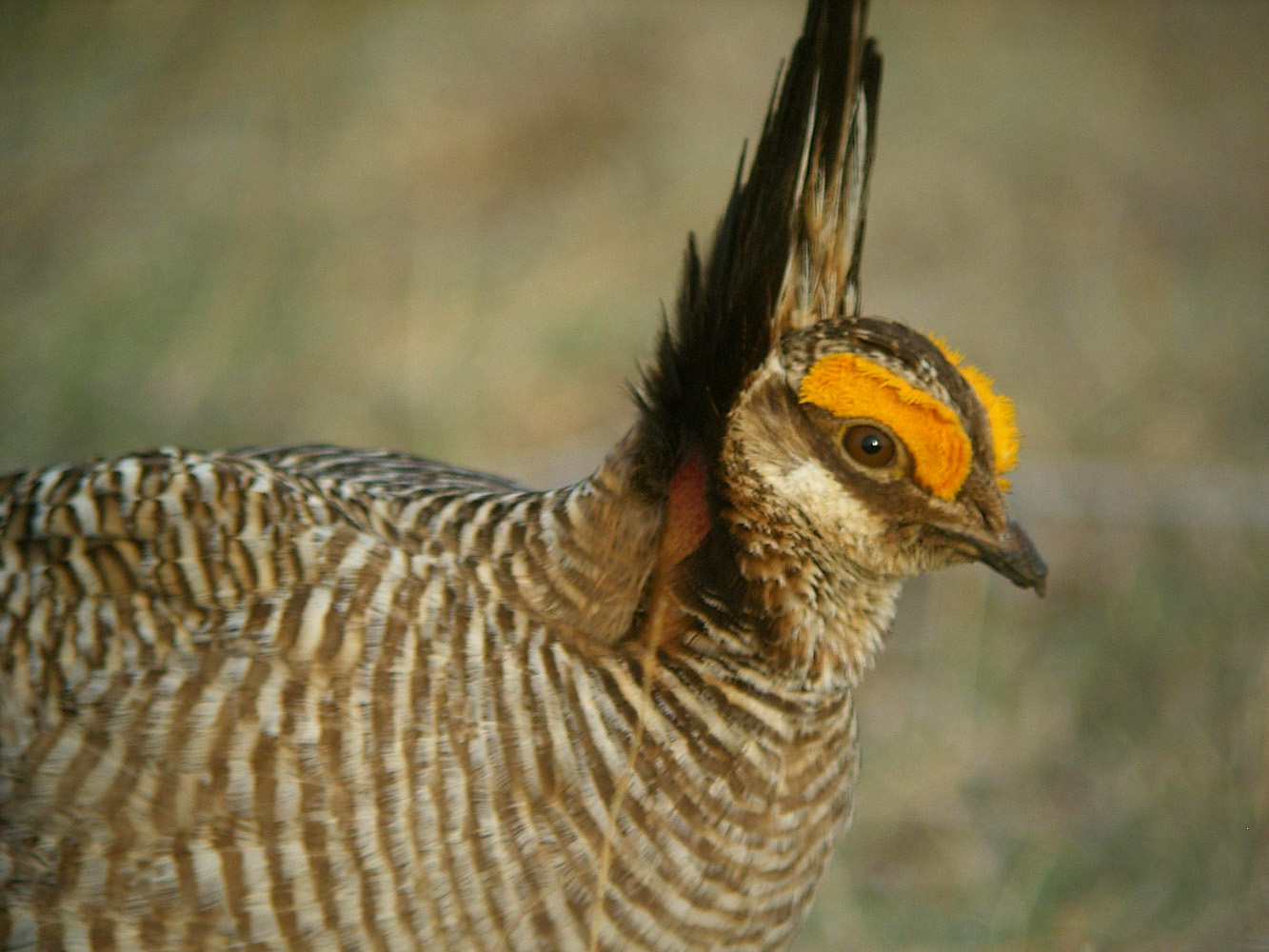 The Economic Well Being of Northwest Oklahoma at Stake in Efforts to Keep Lesser Prairie Chicken Off Endangered Species List