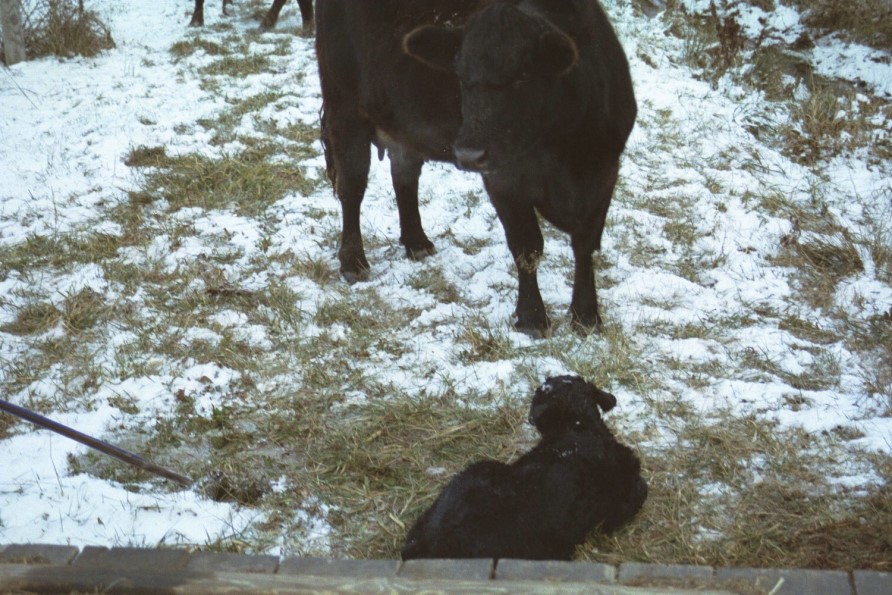 Re-warming Methods for Severely Cold-stressed Newborn Calves
