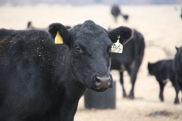 Beef Cow Herd Growth Will be Modest- At Best- in 2011