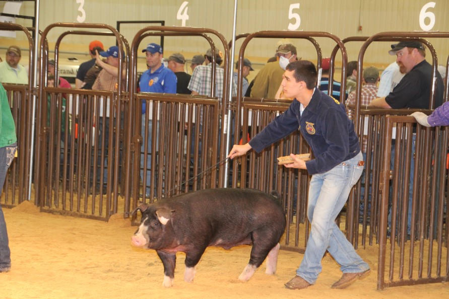 Friday and Saturday Market Hog Results from the 2011 Oklahoma Youth Expo