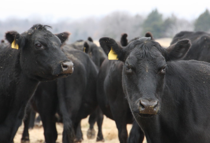 Cattle Market Deals with External Factors