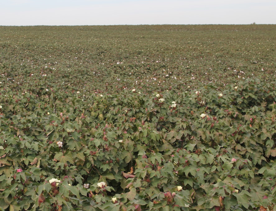 Southwestern Oklahoma Cotton Farmers Hoping for Spring Rains Before Planting Time