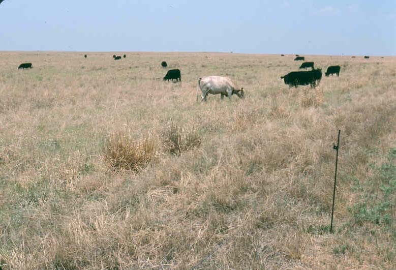 Impact of Drought Intensifies on Oklahoma Cattle Operations