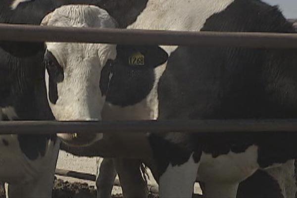Cattle Industry Responding to Horrible Video Released by Anti Animal Ag Group Showing Dairy Calf Abuse