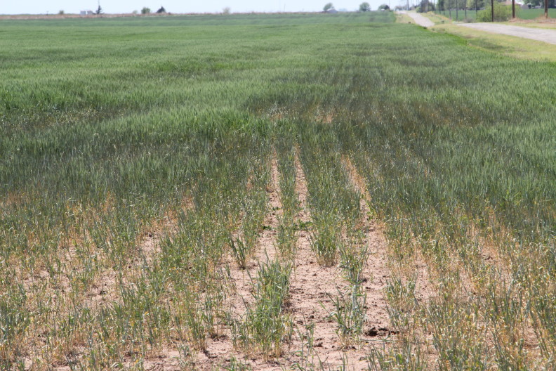 The Million Dollar Question- How Much Can a Rain Help the 2011 Oklahoma Wheat Crop?