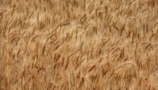 Wheat Industry Summit Leaders Appear to Agree on Continuing to Promote Biotech Wheat