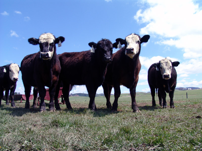 Livestock Forage Disaster Program Available for Fire or Drought Loss
