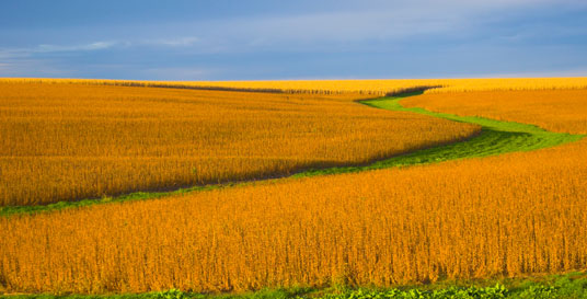 British Report Shows Huge Benefits from Biotech Crops