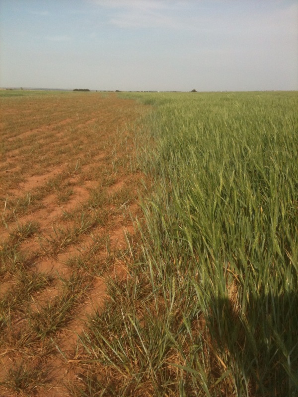 A Picture Says a Thousand Words- Your 2011 Oklahoma Hard Red Winter Wheat Crop