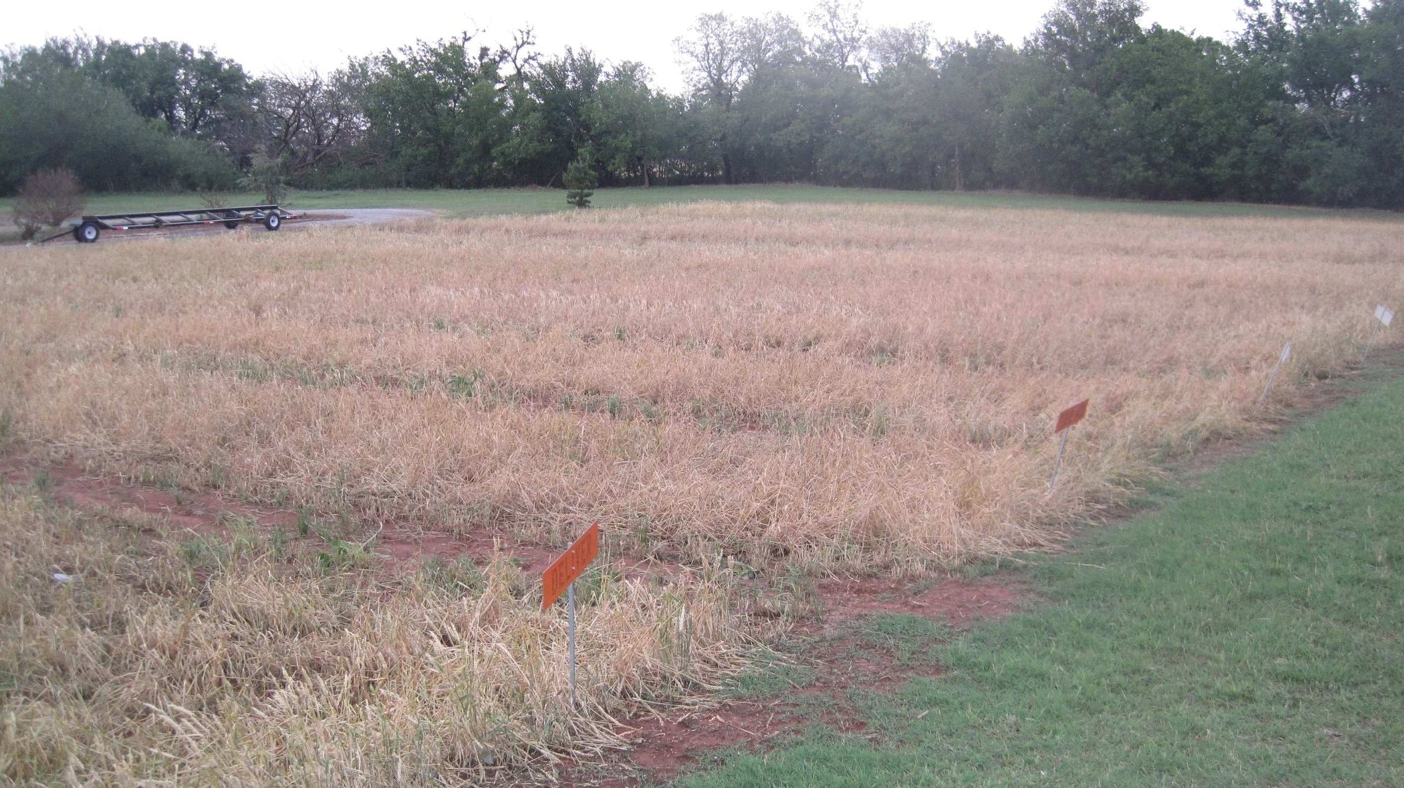 Double Dose of Storms Hammer 2011 Oklahoma Wheat Crop
