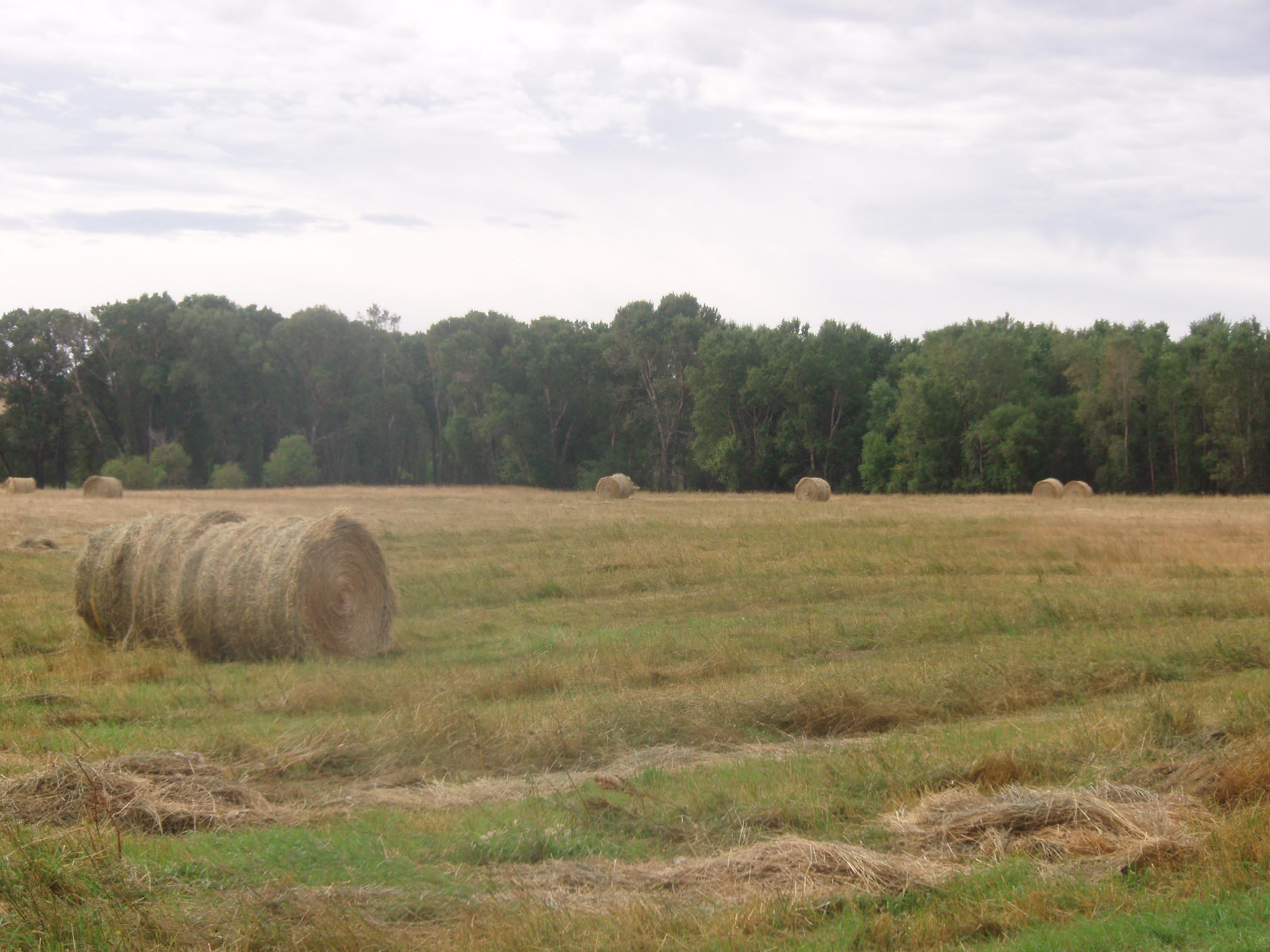 Hay Bales more likely to combust thanks to high temperatures and high moisture