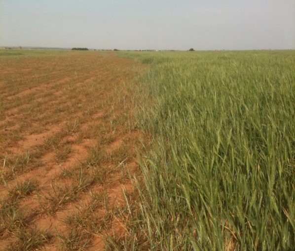 Oklahoma Crop Report Consensus Predicts 2011 Wheat Crop of 67.65 Million Bushels