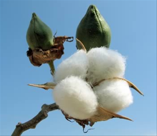 Why is planting day the most important part of cotton farming?