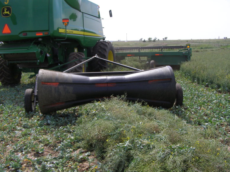 Canola Swathing underway in Canadian County