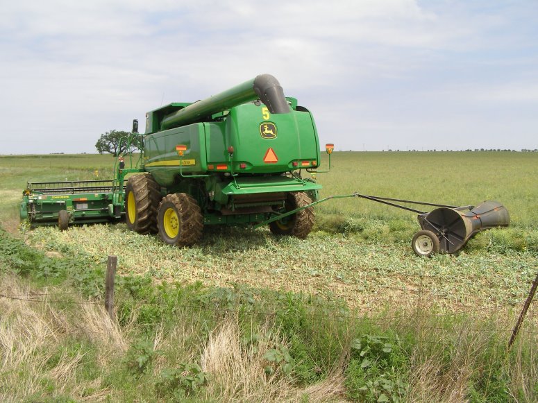 Canola Swathing underway in Canadian County