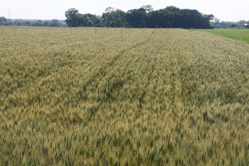 Kansas Wheat Industry Leaders See, in Almost Every Part of the State, Smaller Yields This Year Versus 2010