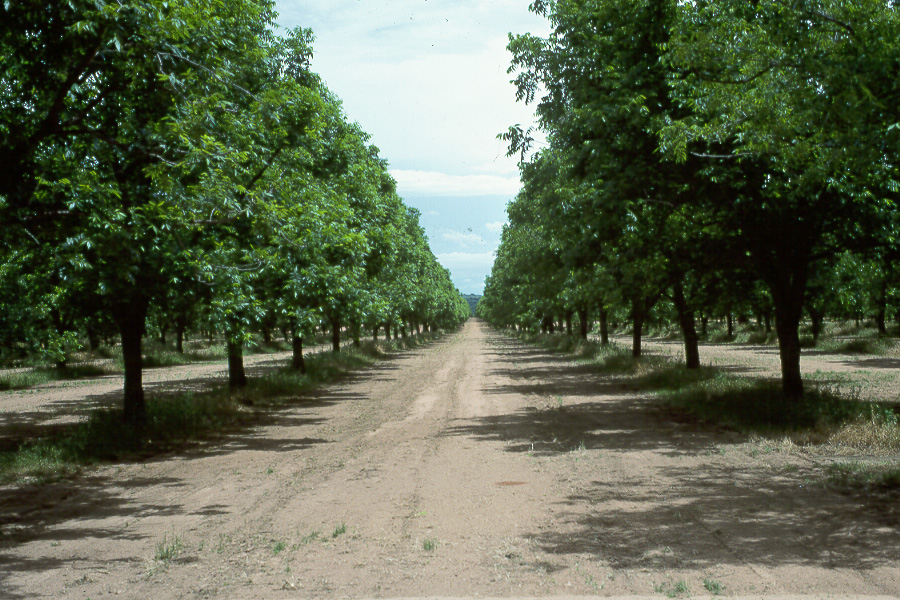 Oklahoma Pecan Growers need to Look Out for Pests
