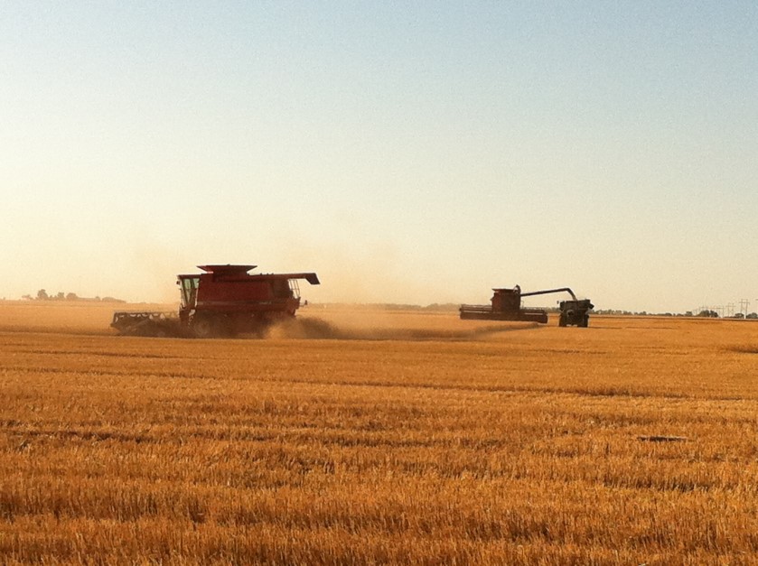 One Major County Wheat Field Caught Some Rain- and Hits the Jackpot