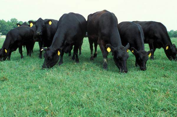 Angus Beef genetic influence increasing quality beef