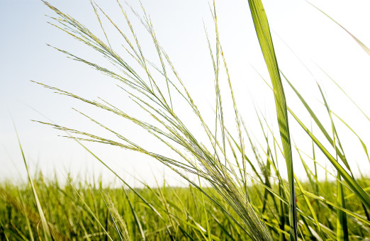 OSU Research shows why switchgrass is good for biomass production