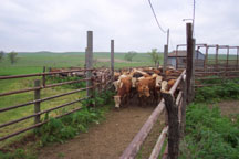 Low Stress Cattle Handling Facilities Allow Safe and Efficient Cattle Processing