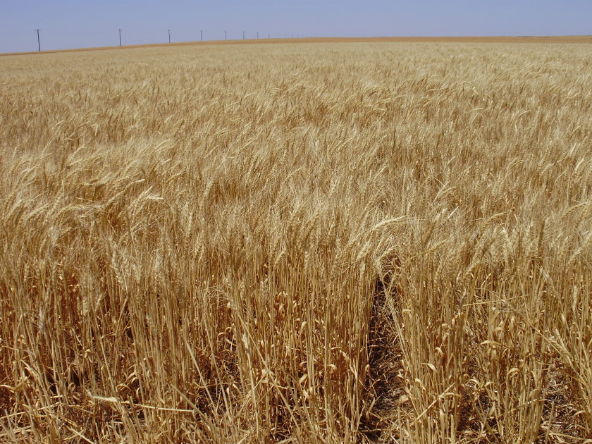 Several Farmers Report Surprising Fields of Wheat in the Midst of Drought in 2011