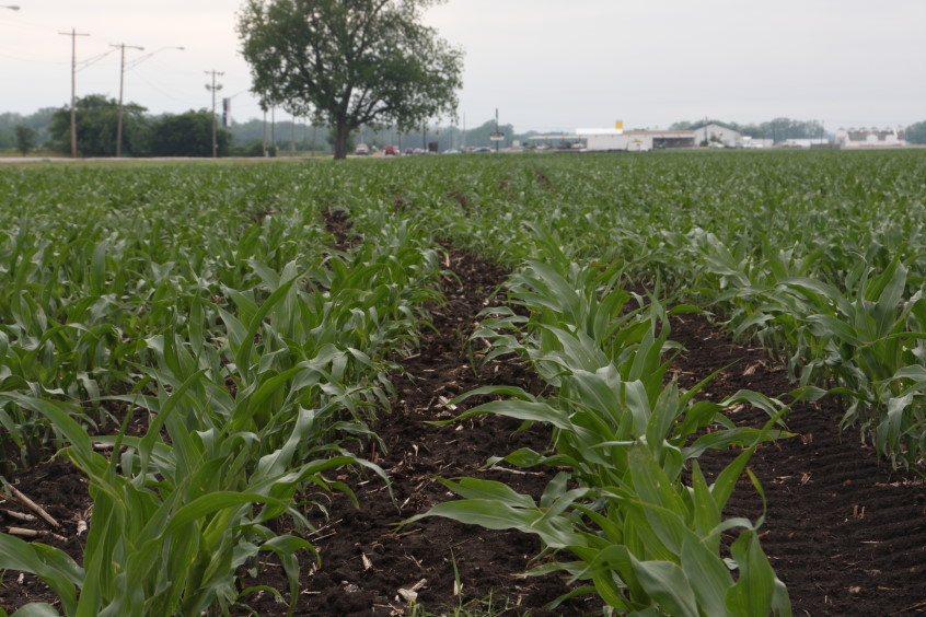 USDA Releases Report Lowering Amount of Corn Planted for 2011